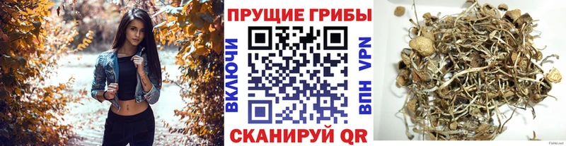 Псилоцибиновые грибы Cubensis  Купить где  Лиски 